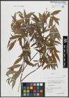 Foto von Salix alba L.